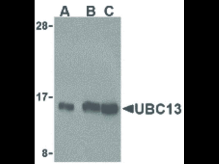 Western Blot of UBC13 Antibody