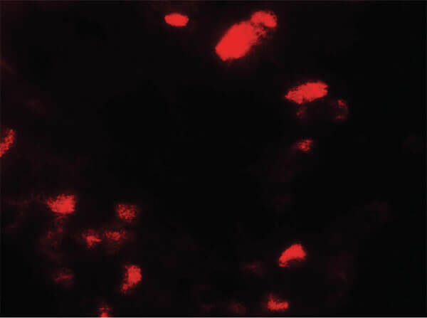 Immunofluorescence of UBIAD1 Antibody