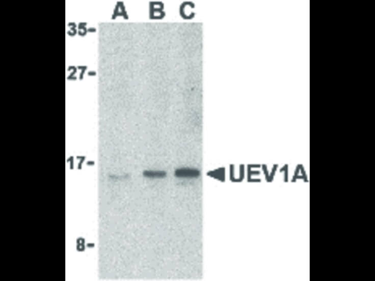 Western Blot of UEV1A Antibody