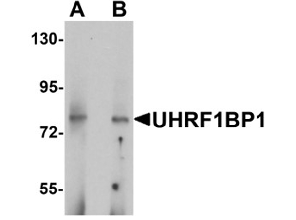 Western blot analysis of UHRF1BP1