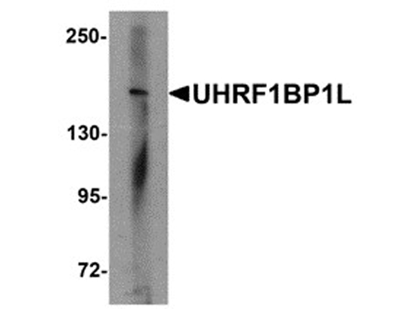 Western blot analysis of UHRF1BP1L