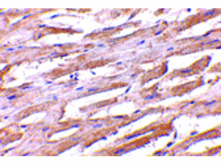 Immunohistochemistry of Unc93b Antibody