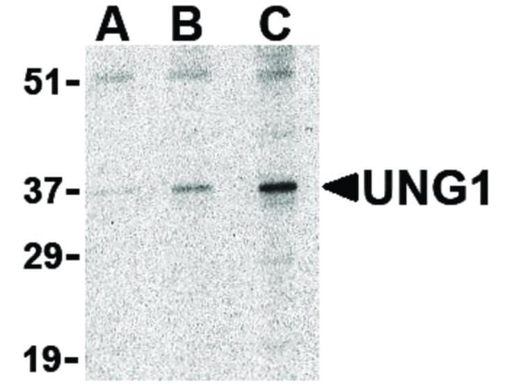 Western Blot of UNG1 Antibody