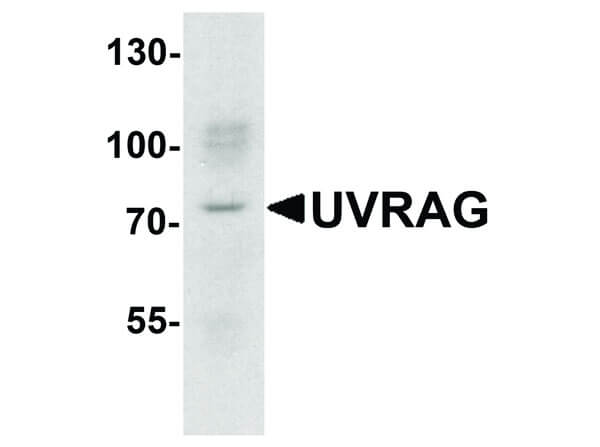 Western Blot of UVRAG Antibody