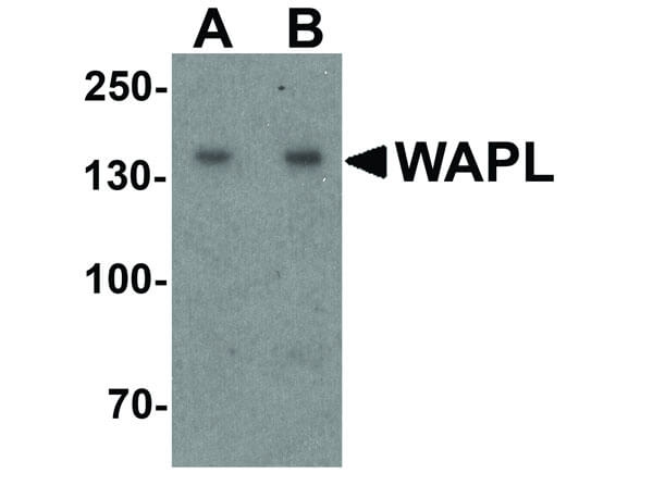 Western Blot of WAPL Antibody