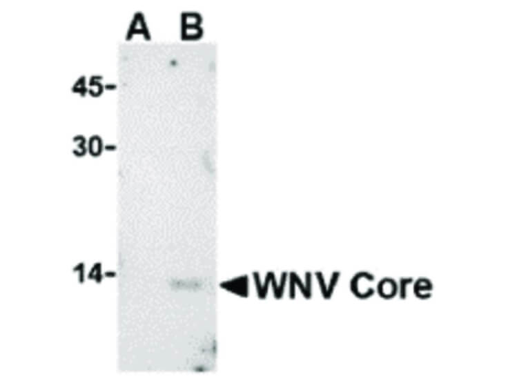 Western Blot of West Nile Virus Core Antibody