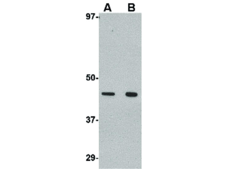 Western Blot of Wnt10a Antibody