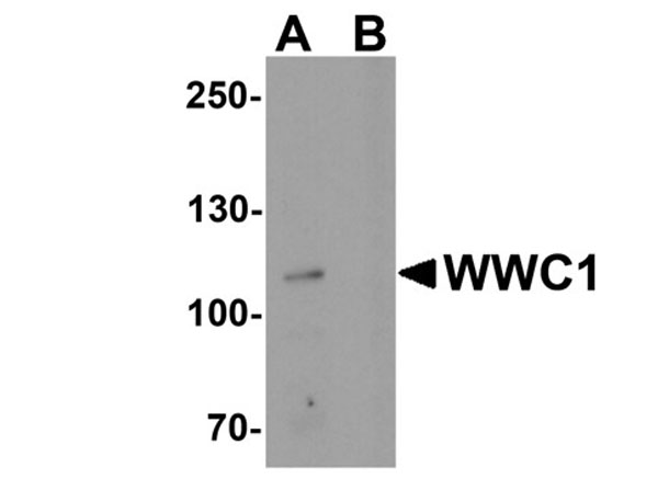 Western blot of WWC1