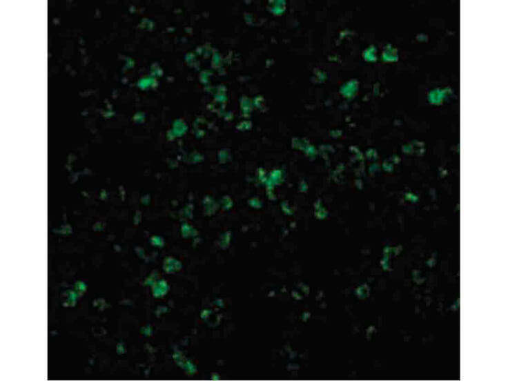 Immunofluorescence of XAF-1 Antibody