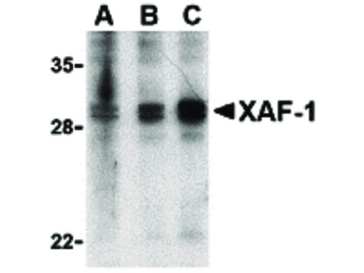 Western Blot of XAF-1 Antibody