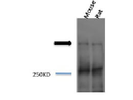 Piccolo Western Blot