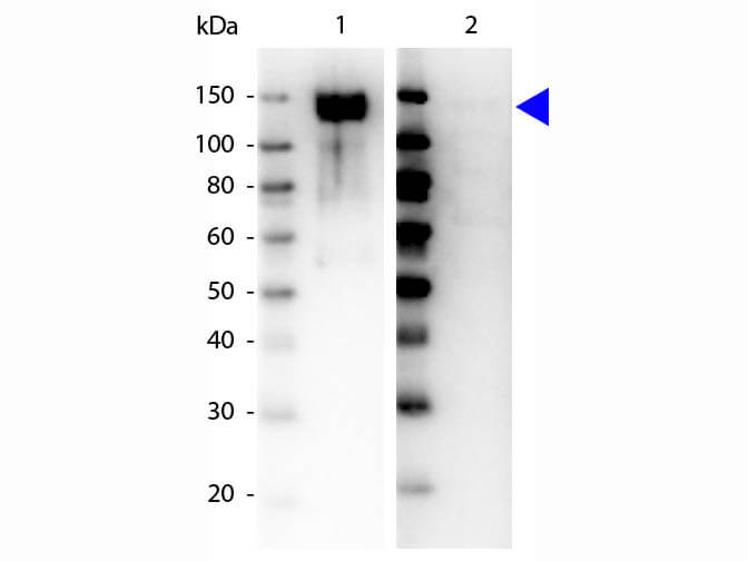 WB - GAB1 pY659 Antibody