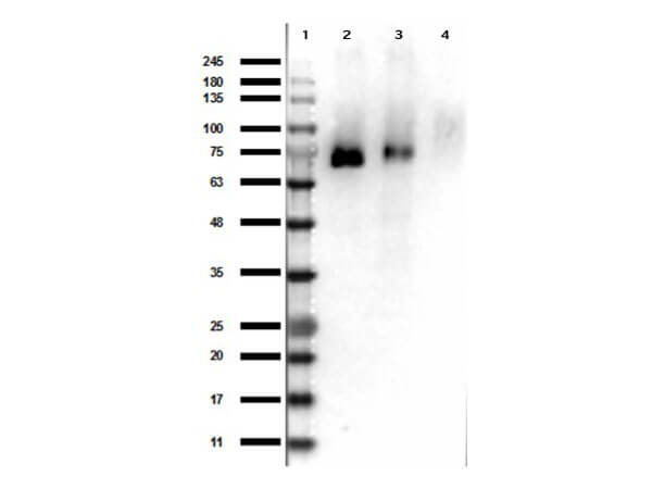 Western Blot of Rabbit Anti-RONpY1353 Antibody