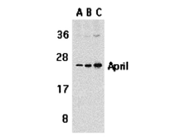 Western blot analysis of APRIL