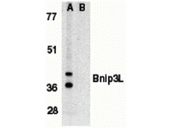 Western blot of Bnip3L