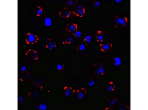 Immunofluorescence Validation of CX3CR1