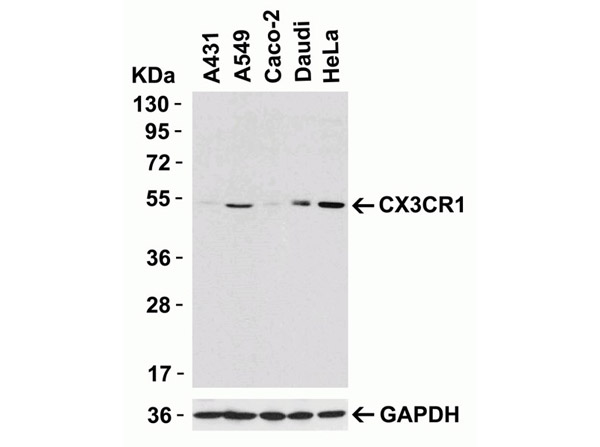 Western Blot of CX3CR1