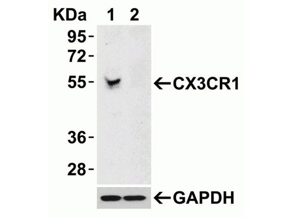 Western Blot of CX3CR1