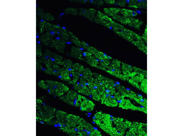 Immunofluorescence Validation of CX3CR1