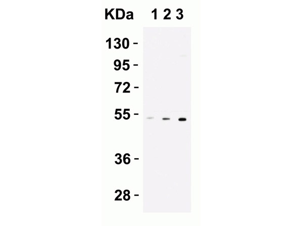 Western Blot of CX3CR1