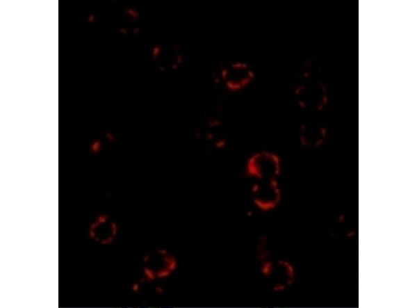 Immunofluorescence Validation of CXCR4