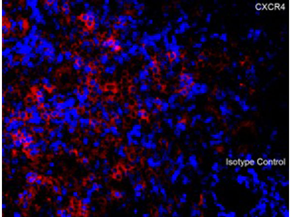 Immunofluorescence of CXCR4
