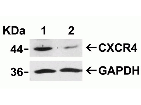 Western Blot Validation of CXCR4