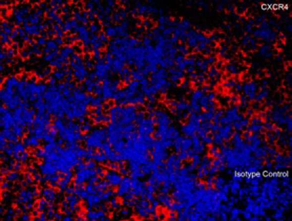 Immunofluorescence of CXCR4