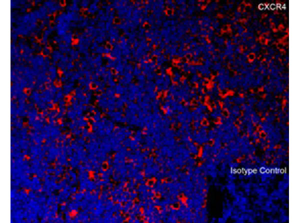 Immunofluorescence of CXCR4