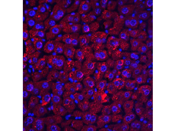 Immunofluorescence of DEDAF