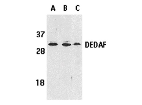 Western blot analysis of DEDAF