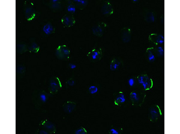 Immunofluorescence of Anti-DR5