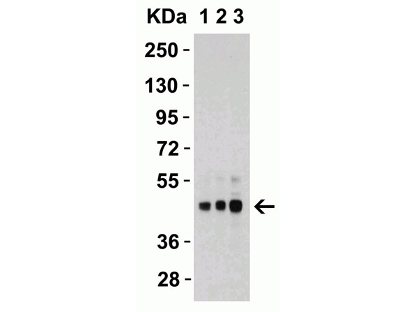 Western Blot Validation of Anti-DR5