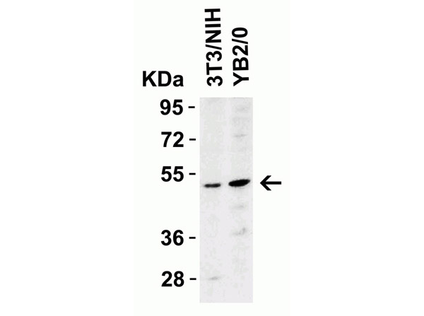 Western Blot Validation of Anti-DR5