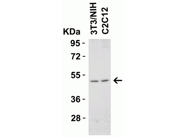 Western Blot Validation of Anti-DR5