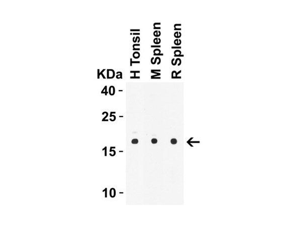 Western Blot Validation using Anti-IL-21.