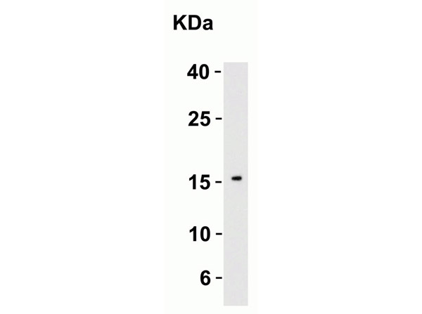 Western Blot Validation using Anti-IL-21.