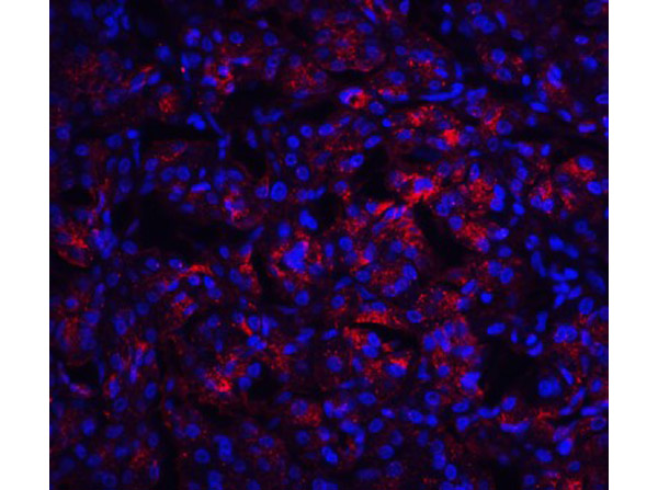 Immunofluorescence Validation of IL-23