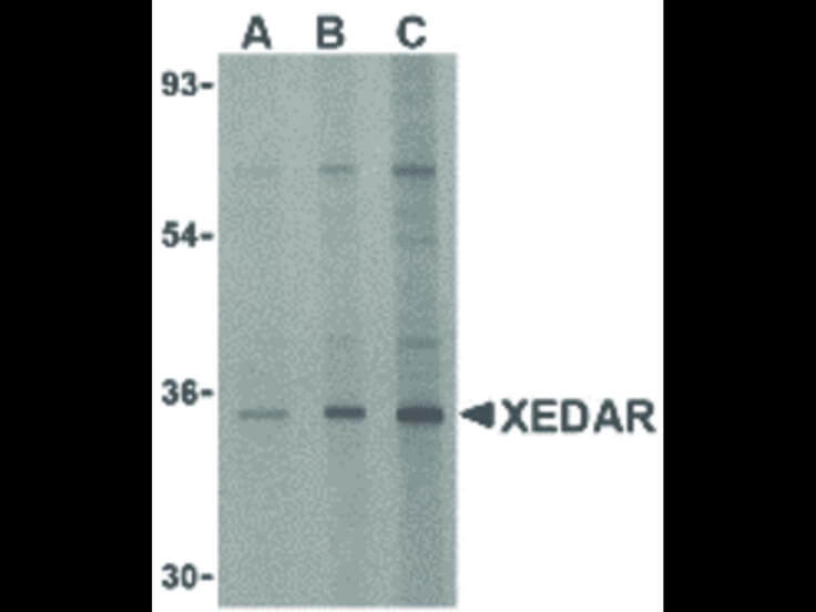 Western Blot of XEDAR Antibody