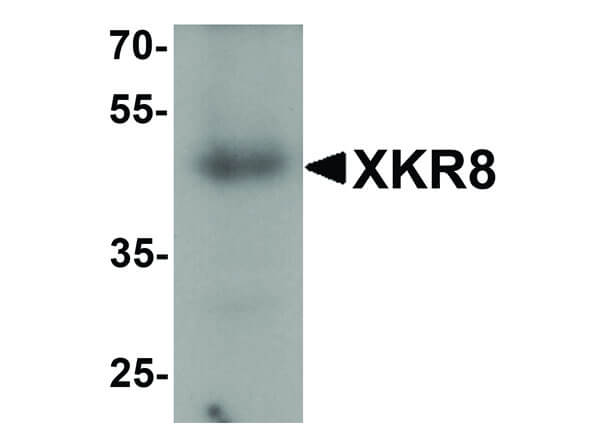 Western Blot of XKR8 Antibody