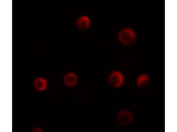 Immunofluorescence of YPEL2