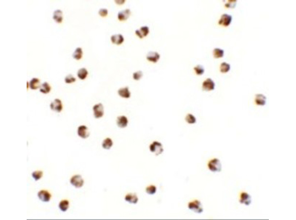 Immunocytochemistry of YPEL3
