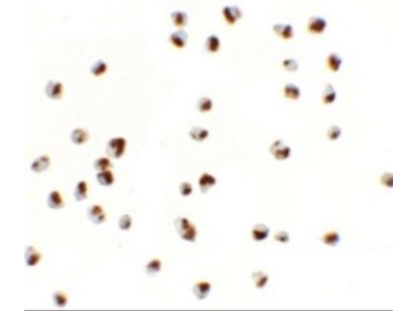 Immunocytochemistry of YPEL5