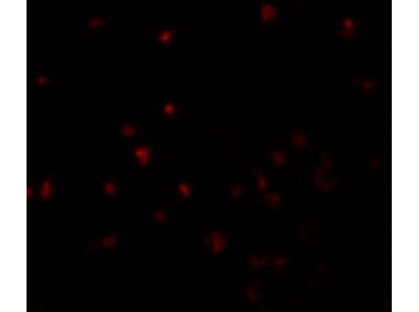 Immunofluorescence of YPEL5