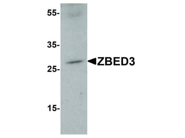 Western blot of Anti-ZBED3 Antibody.
