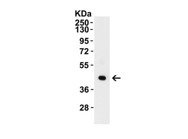Western Blot of ZBP1