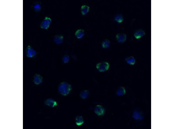 Immunofluorescence of ZBP1
