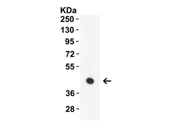 Western Blot of ZBP1
