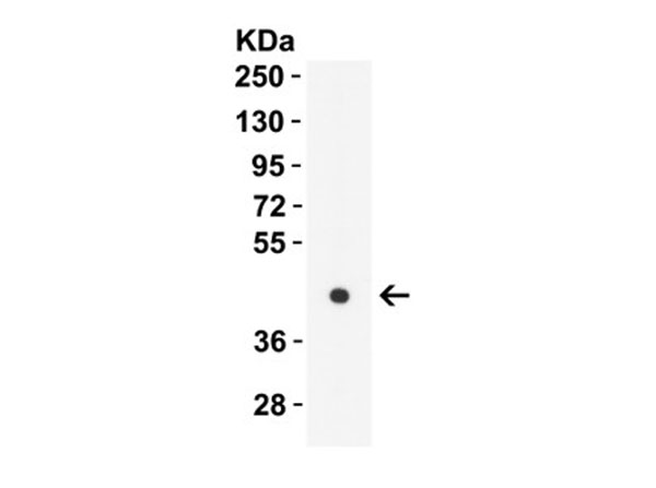 Western Blot of ZBP1.