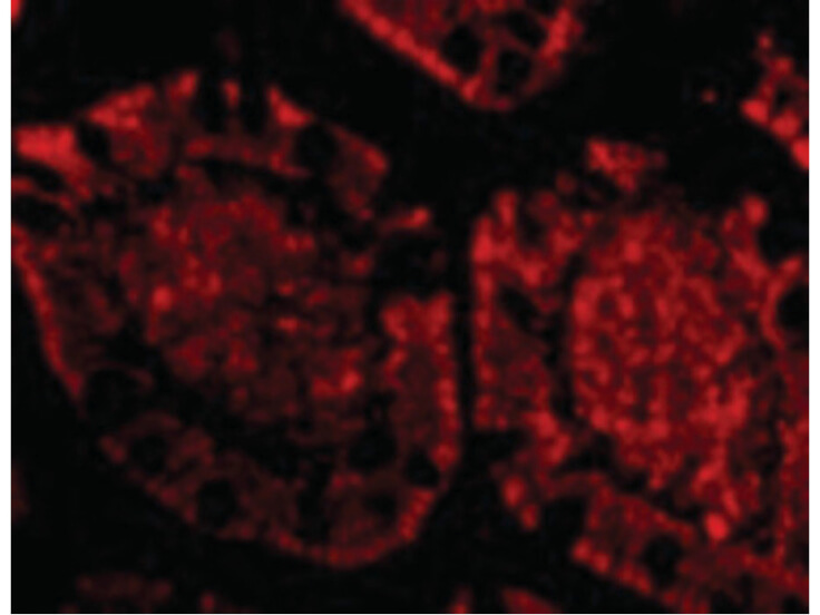 Immunofluorescence of ZBP1 Antibody
